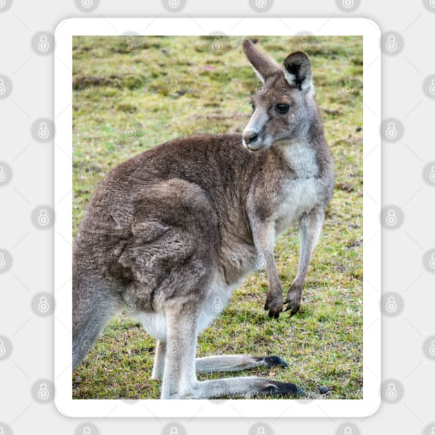 Eastern Grey Kangaroo Magnet by Upbeat Traveler